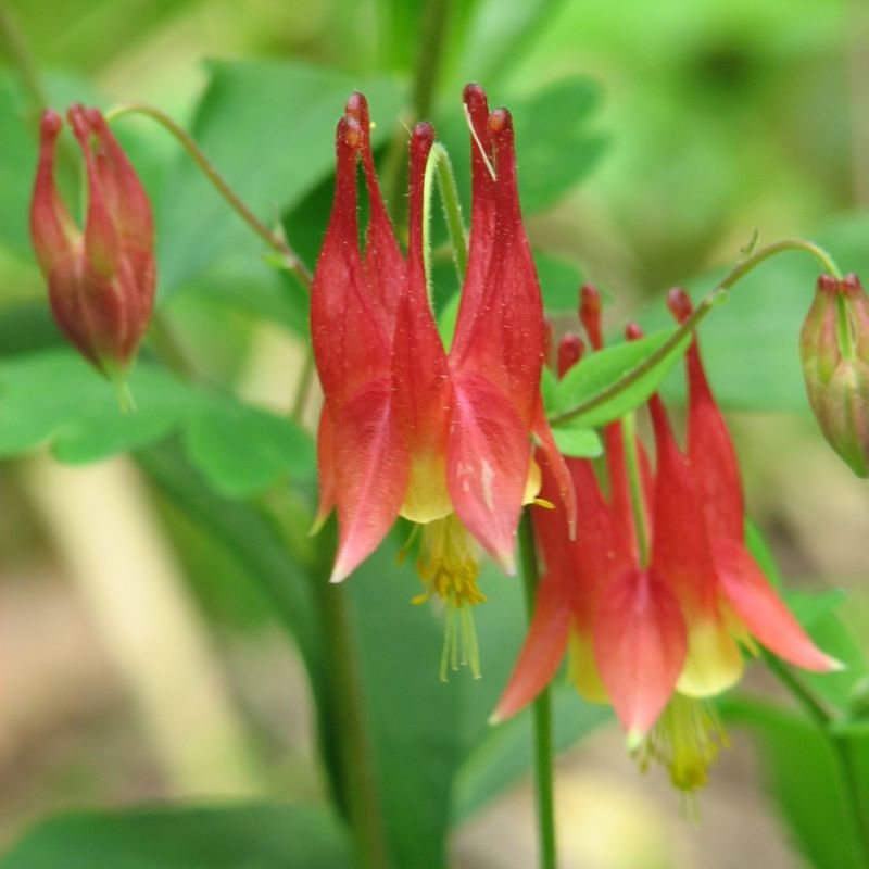 Thumbnail: Native Red Columbine a. canadensis 3 Quart Pot