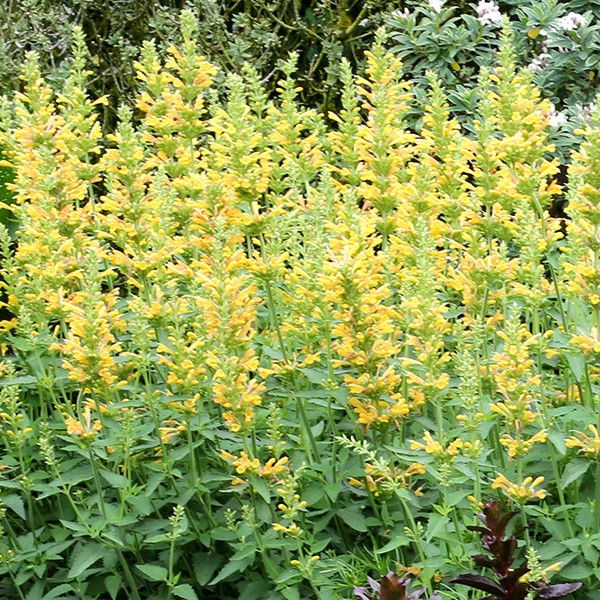 Thumbnail: Kudos Yellow Agastache  Quart Pot