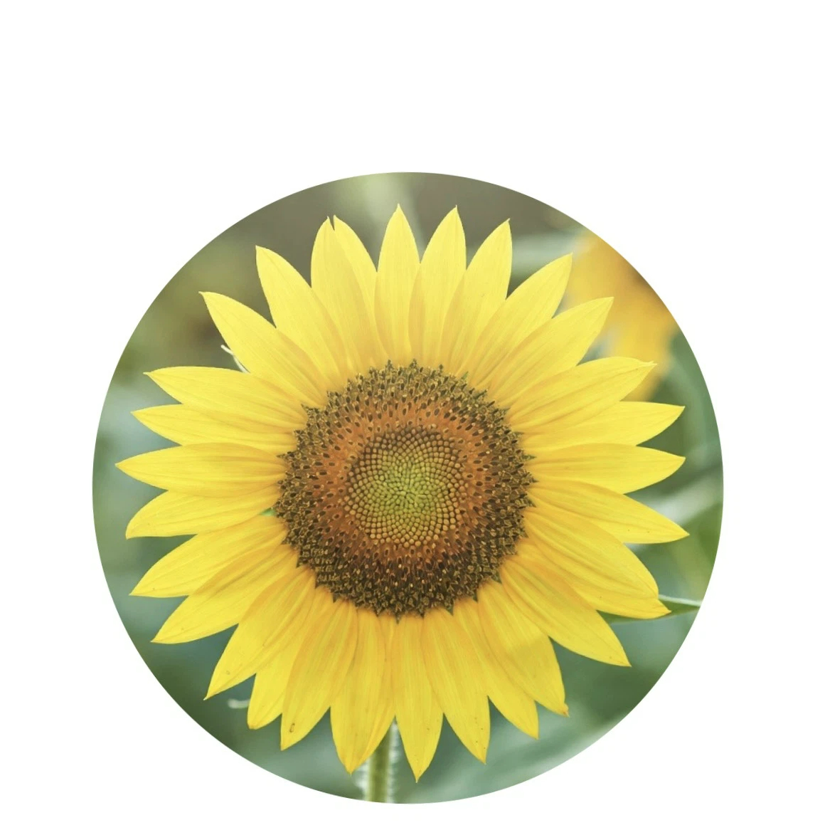 執筆者の写真: 漆津谷沙羅