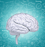Brain