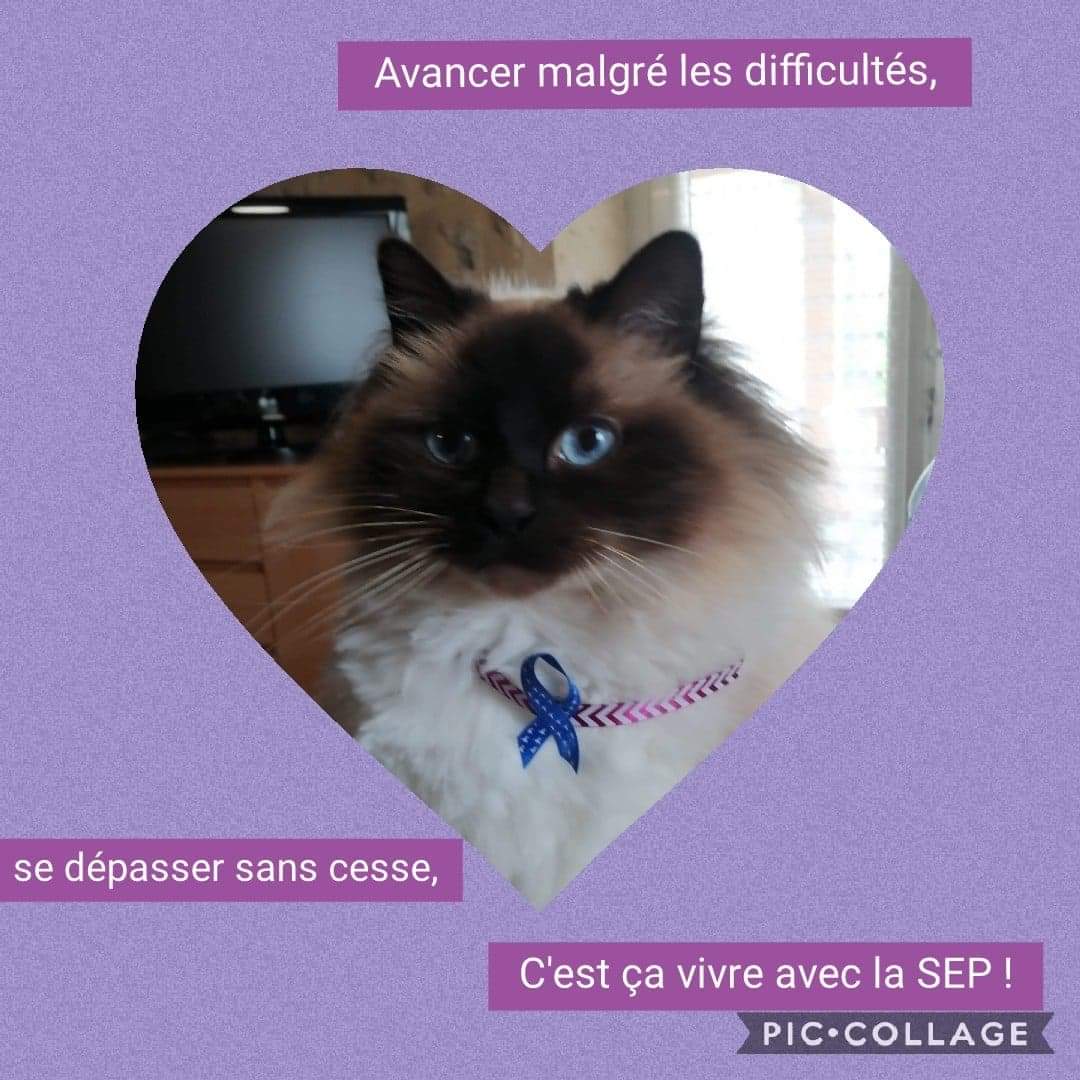 Ruban avec animal