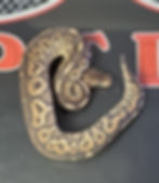 Thumbnail: Cinnamon Het Clown Ball Python