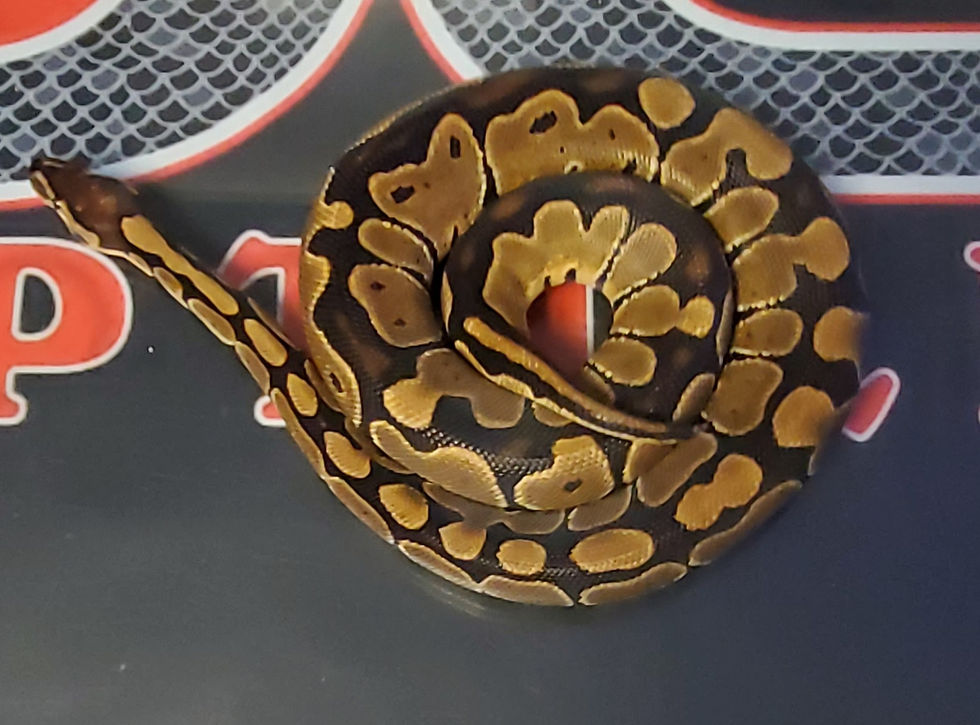 Enchi Het Orange Ghost Ball Python