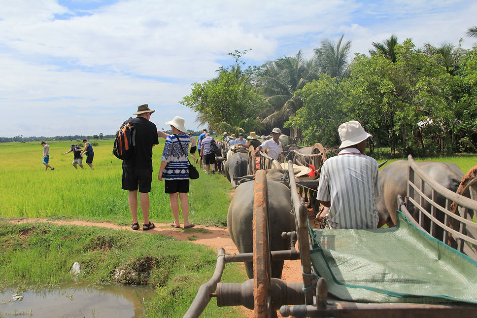 Ox Cart Trips.JPG