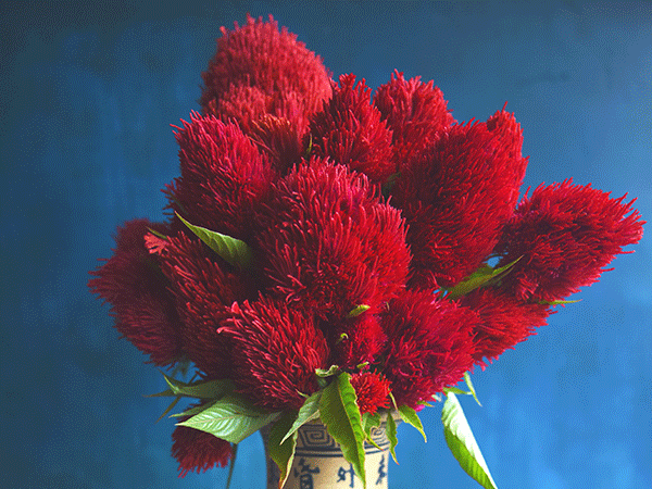 Chinese Wool Flower | The Witty Farmer