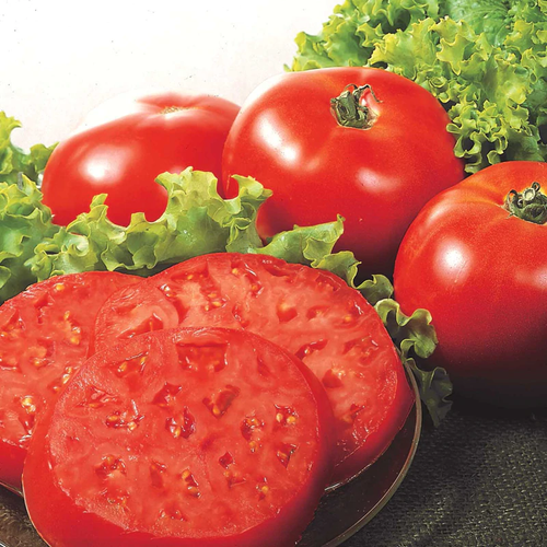 Supersteak Tomato The Witty Farmer