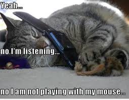 cat phone meme