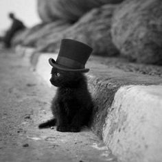 top hat kitty