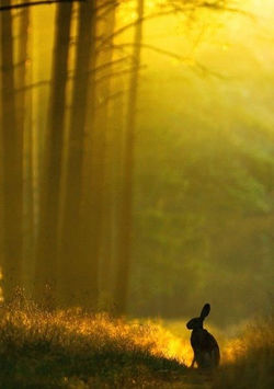 golden bunny