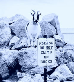 goat on rocks violet