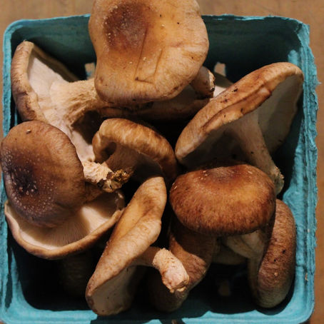 Winter Share 2023: Week 7 