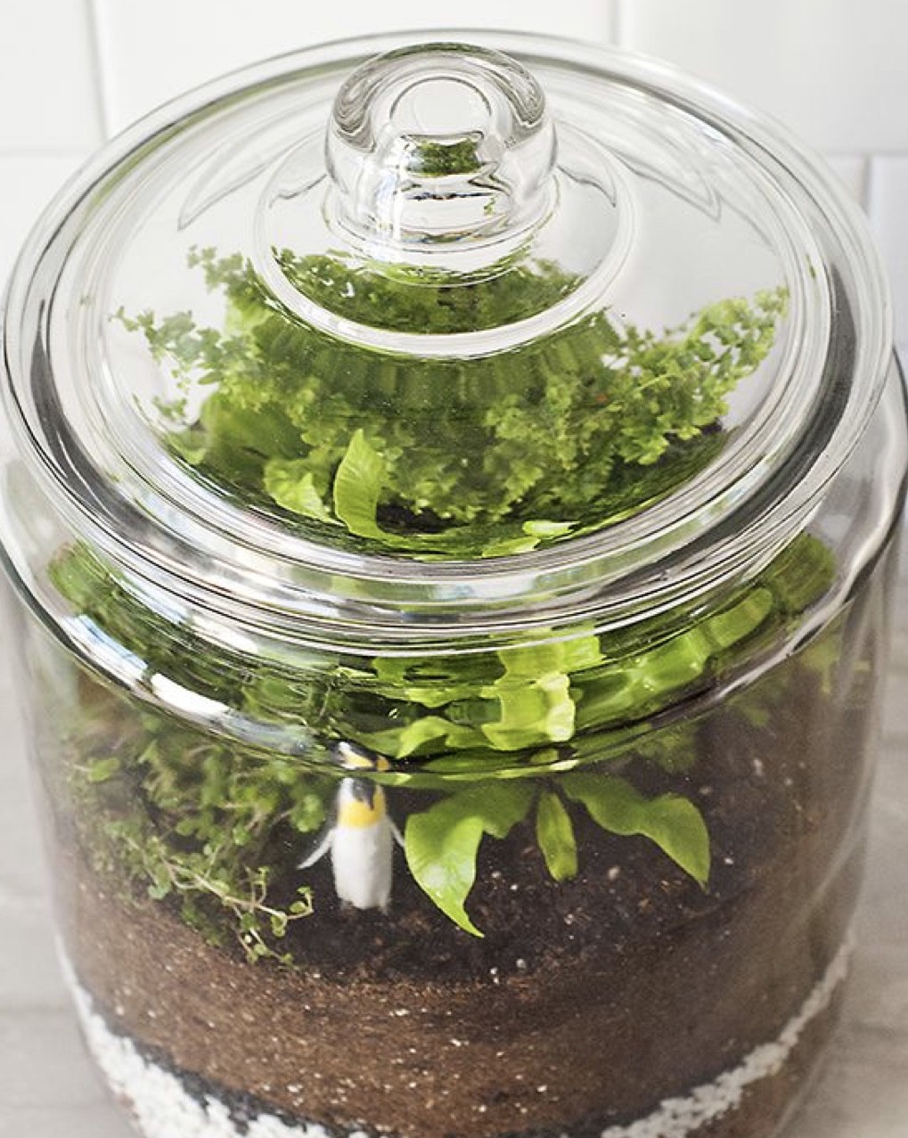 Wine and Design Terrarium