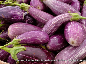 Summer Share 2022: Week 8