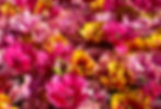 Meroxa-Prints-11.jpg