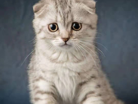 our grooming and cattery area is now open for bookings!!!