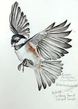 Boreal Chickadee in Watercolour.jpg
