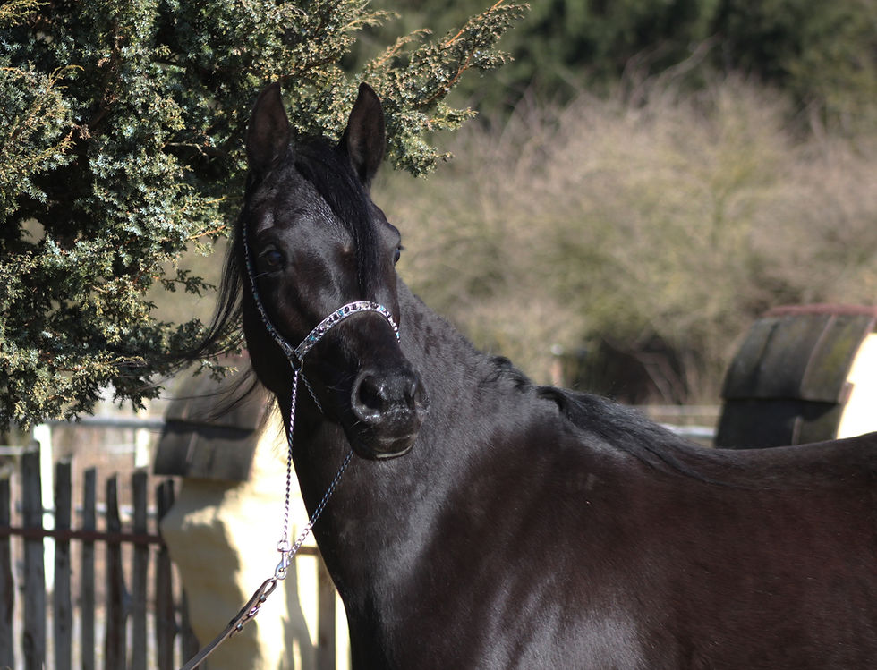 ky8
