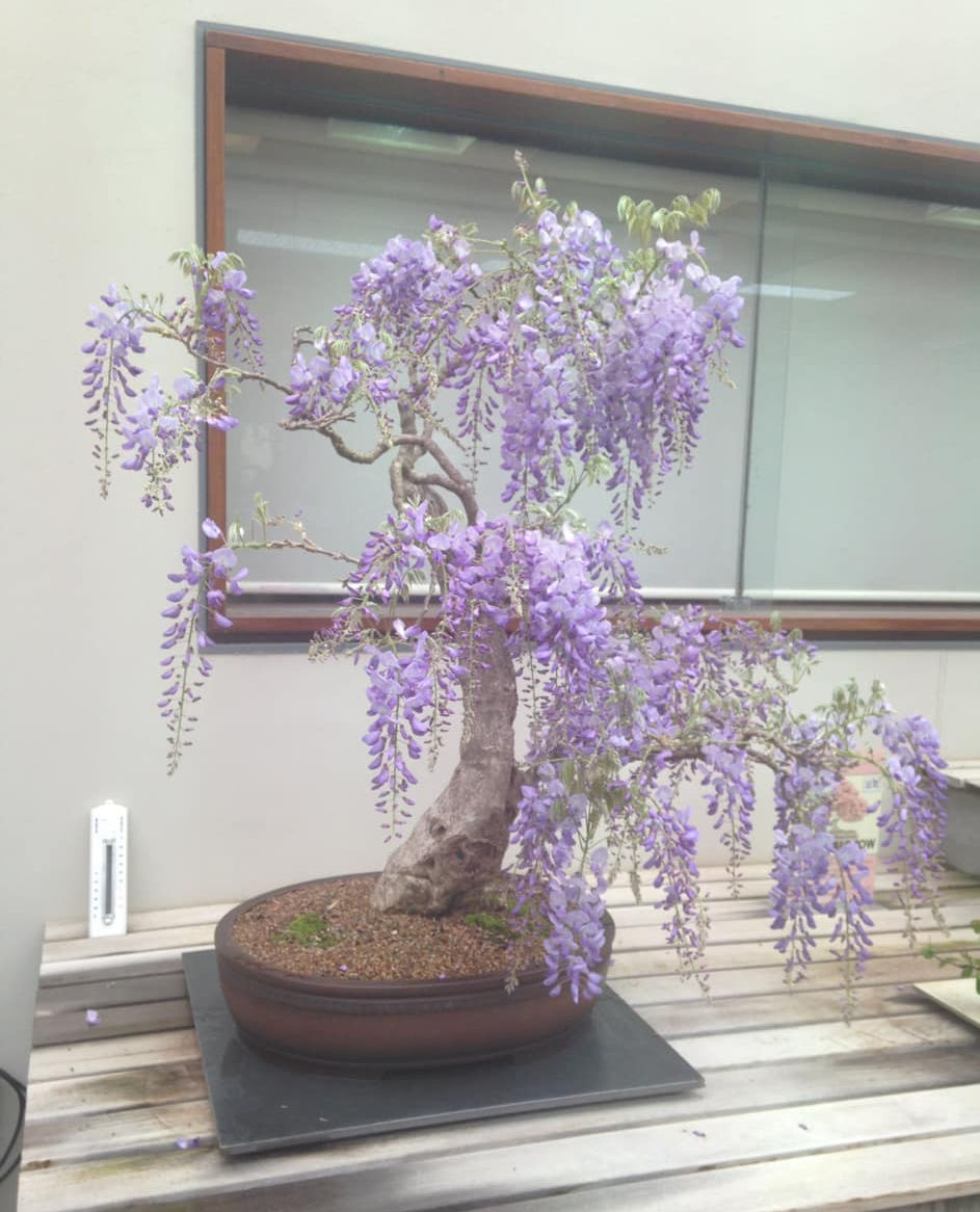 Jacaranda_edited.jpg
