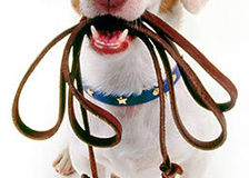 Importância no uso da coleira para passear com seu animal de estimação