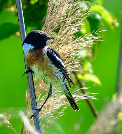 20_Tarier pâtre.jpg