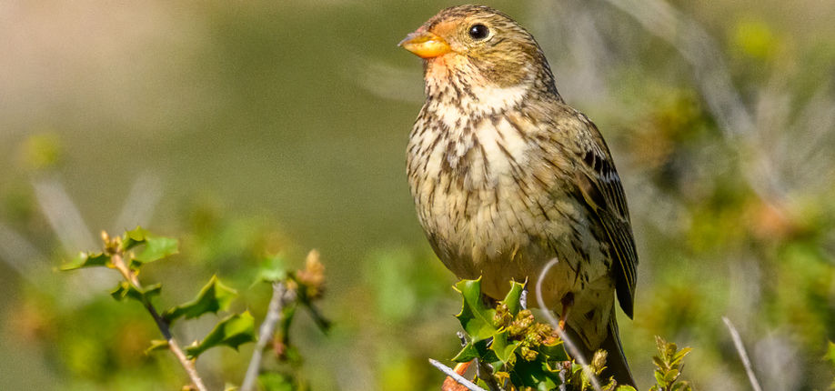 24_Bruant proyer.jpg