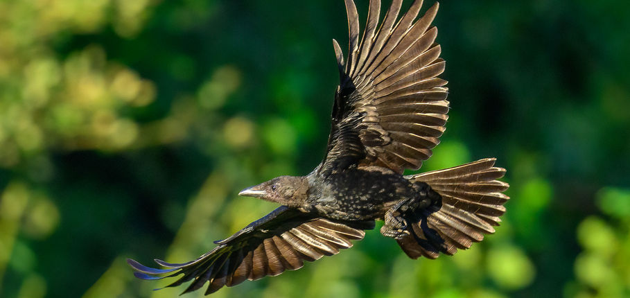 09_Corneille noire.jpg