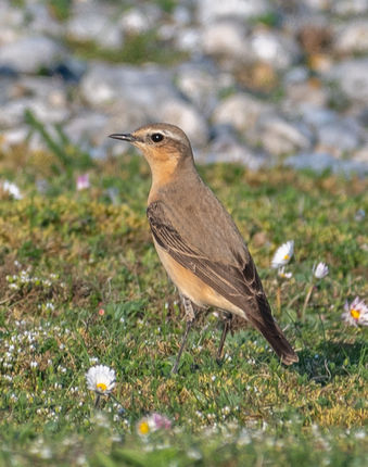 05_Traquet motteux.jpg