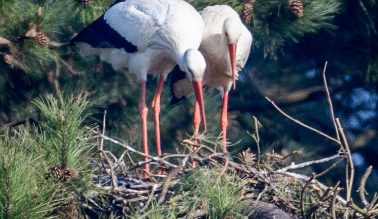 17_Cigogne blanche.jpg