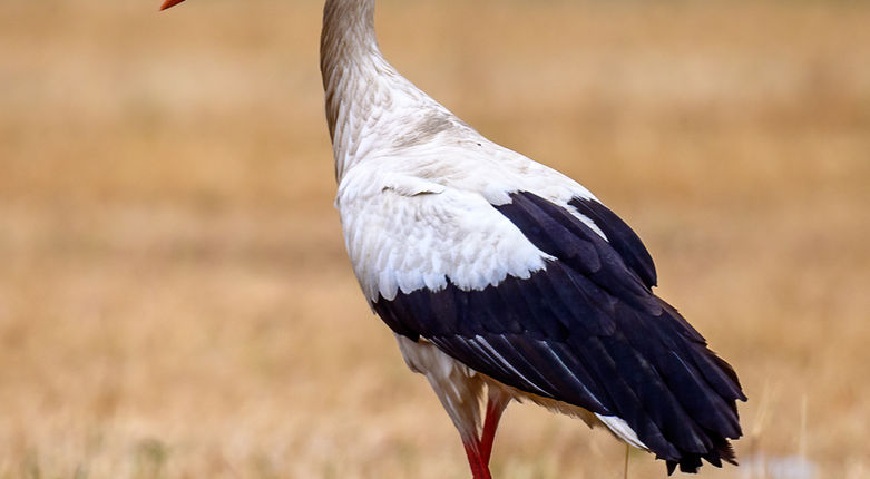 03_Cigogne blanche.jpg