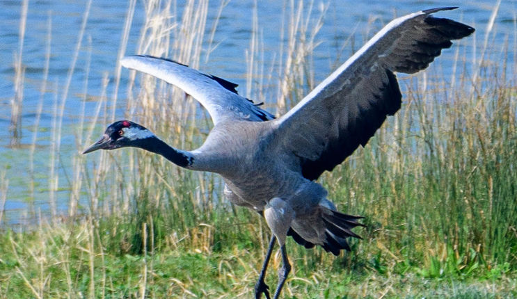 13_Grue cendrée.jpg