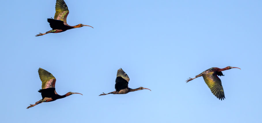 25_Ibis falcinelle.jpg