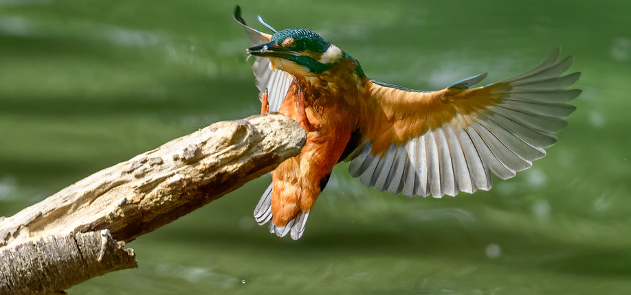 25_Martin-pêcheur d'Europe.jpg