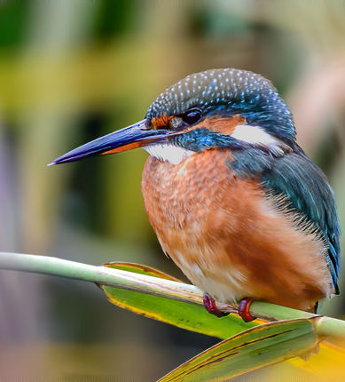 10_Martin-pêcheur d'Europe.jpg