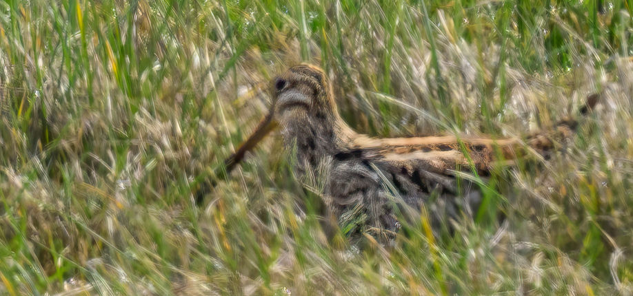 14_Bécassine des marais.jpg