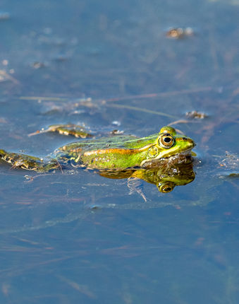 15_Grenouille verte.jpg