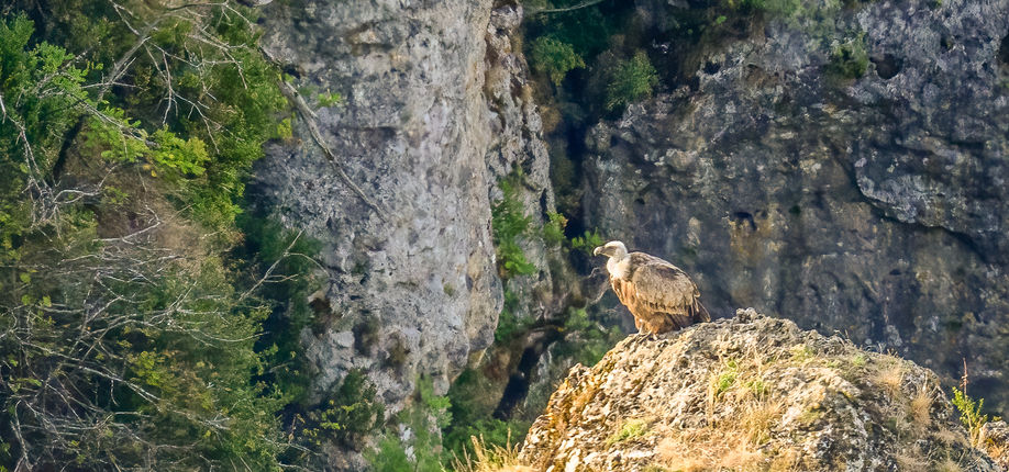 13_Vautour fauve.jpg