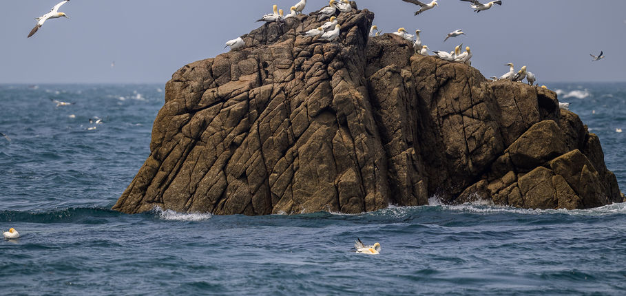 04_Fou de Bassan.jpg