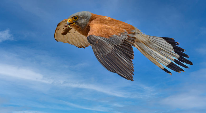 13_Faucon crécerellette.jpg