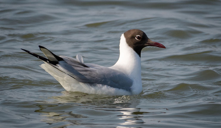 03_Mouette rieuse.jpg