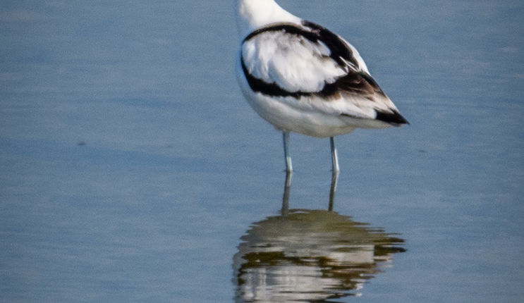 05_Avocette élégante.jpg