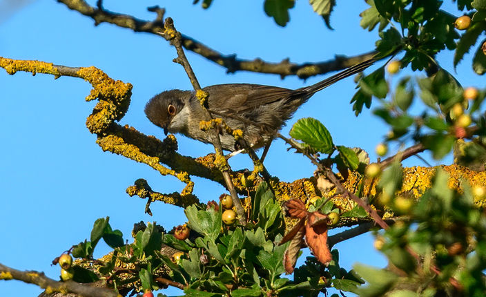06_Fauvette mélanocéphale.jpg