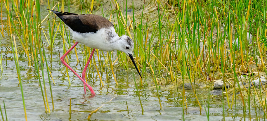 18_Échasse blanche.jpg