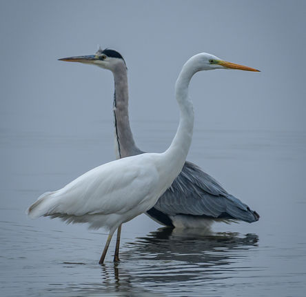 06_Grande Aigrette.jpg