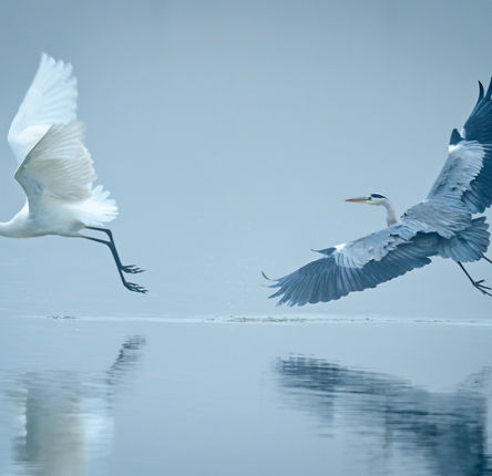 04_Héron cendré.jpg