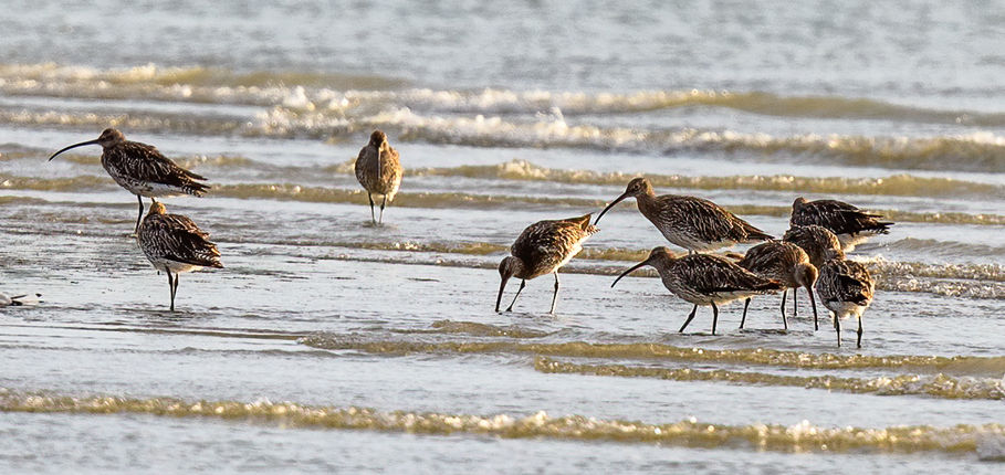 10_Courlis corlieu.jpg