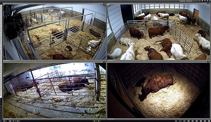 calving cctv system