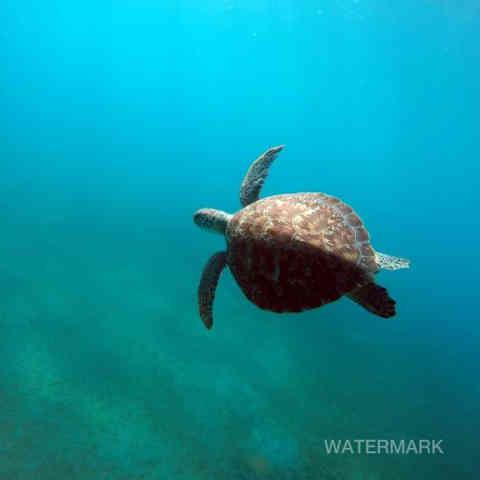 Nature, Yoga, Ressourcement, Créativité, Sens, Immersion, Bien-être, Reconnexion, Éveil, Voyage (intérieur/extérieur), Sérénité, Profondeur, Authenticité, Harmonie, Présence, Inspiration, Exploration, Intuition, Pleine conscience, Découverte, Créativité, Photographie, Ecriture, Yoga thérapie.