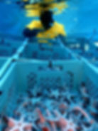 SECORE International, station de recherche Carmabi Curaçao, Valérie Chamberland, restauration des coraux, élevage larvaire de coraux, sauver les coraux caraïbes, programme de replantation de coraux caraïbes, résilience des coraux, culture corallienne caraïbes