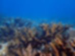 Lagon Guadeloupe, Biodiversité, Récifs coralliens, Herbiers marins, Mangroves Blanchissement corallien, Changement climatique, Protection environnement, Écosystèmes marins, Coraux Guadeloupe, Santé des coraux, Réchauffement climatique, Espèces marines, Herbiers Guadeloupe, Nurseries marines, Séquestration carbone, Mangroves Guadeloupe
