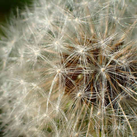 Nature, Yoga, Ressourcement, Créativité, Sens, Immersion, Bien-être, Reconnexion, Éveil, Voyage (intérieur/extérieur), Sérénité, Profondeur, Authenticité, Harmonie, Présence, Inspiration, Exploration, Intuition, Pleine conscience, Découverte, Créativité, Photographie, Ecriture, Yoga thérapie.